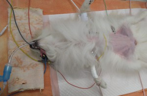 避妊手術をするために全身麻酔にかかる犬