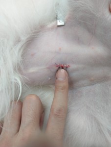 犬の避妊手術の傷跡