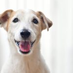 笑っている雑種犬