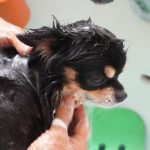 シャンプーされているチワワ