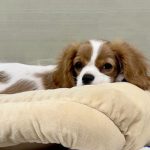 クッションで寝るキャバリア