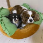 ベッドに入るチワワとキャバリア
