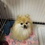 舌がはみ出ているポメラニアン