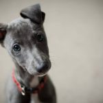 首を傾げているグレーの犬