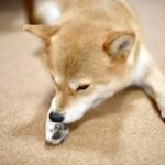 足先を舐めている柴犬