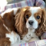 寝そべっているキャバリア