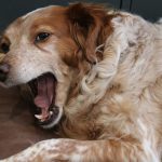 横を向いて口を開けている犬