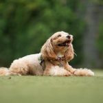 伏臥位の茶色い犬