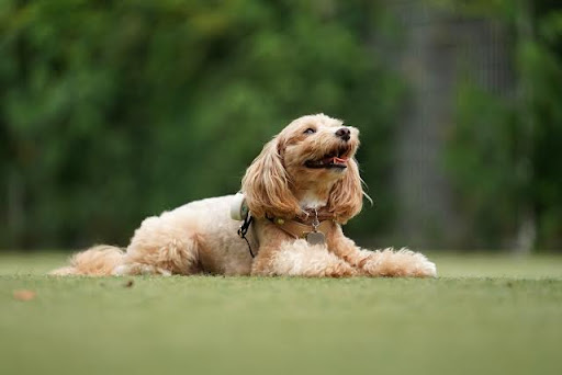 伏臥位の茶色い犬