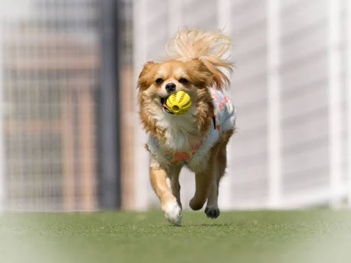 ボールを咥えて走るチワワ