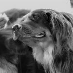 耳をかく白黒写真の犬