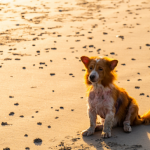 砂浜で佇む毛並みの悪い犬
