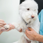 注射されているウェスティー