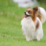 原っぱのパピヨン