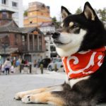 街中にいる黒い柴犬