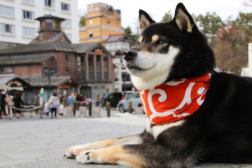 街中にいる黒い柴犬