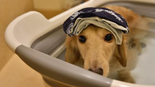 タオルを頭に乗せているミニチュアダックスフンド