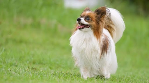 原っぱにいるパピヨン