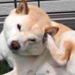 耳をかいている柴犬