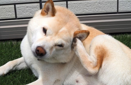 耳をかいている柴犬