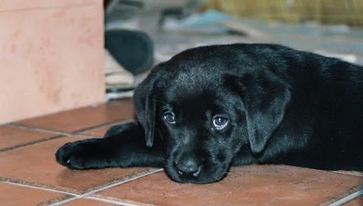 上目遣いの黒い雑種犬