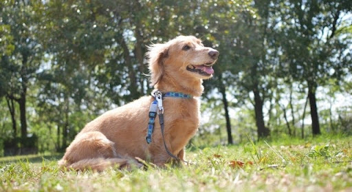 原っぱの中のミニチュアダックスフンド