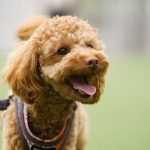 笑って見える茶色いトイプードル