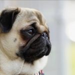 パグの横顔