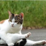 毛繕いの態勢をとる三毛猫