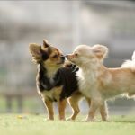 仲がいいチワワ