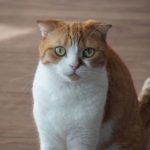 こちらをみているスコティッシュフォールド